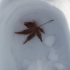 冬に閉ざされた秋