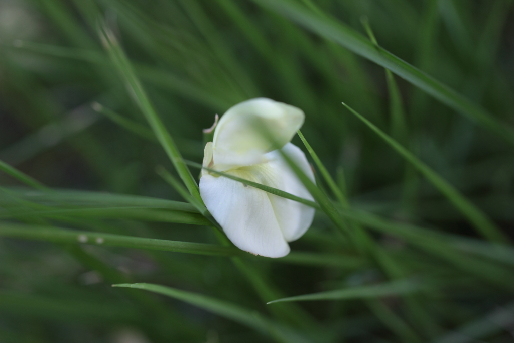 散り花~玉藻公園（昼間編）~