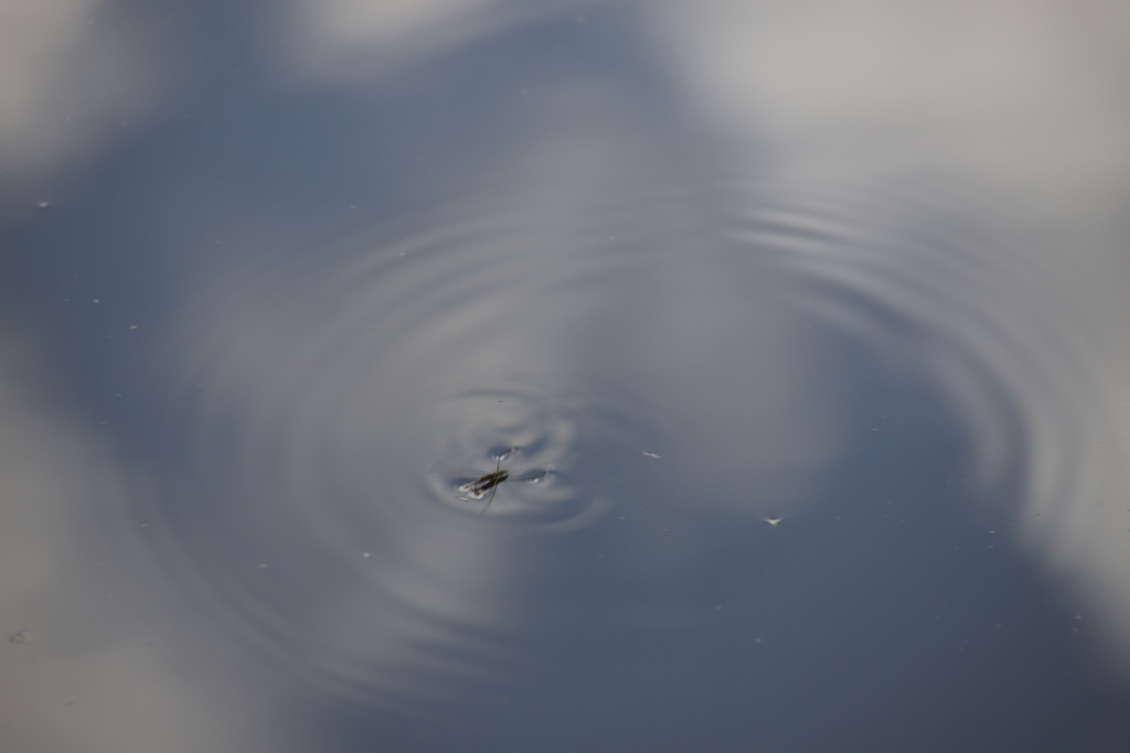 空を泳ぐ