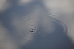 空を泳ぐ