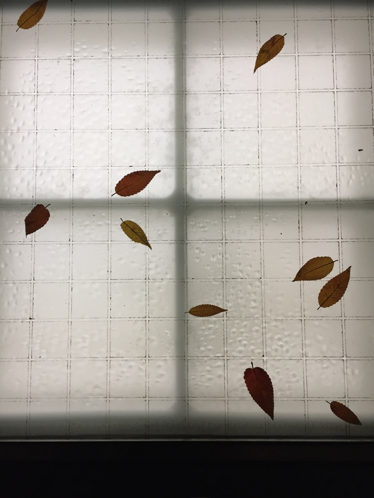 落ち葉（1）