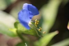 涼を求めて