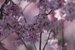 春日狂想