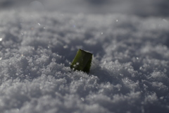 雪風