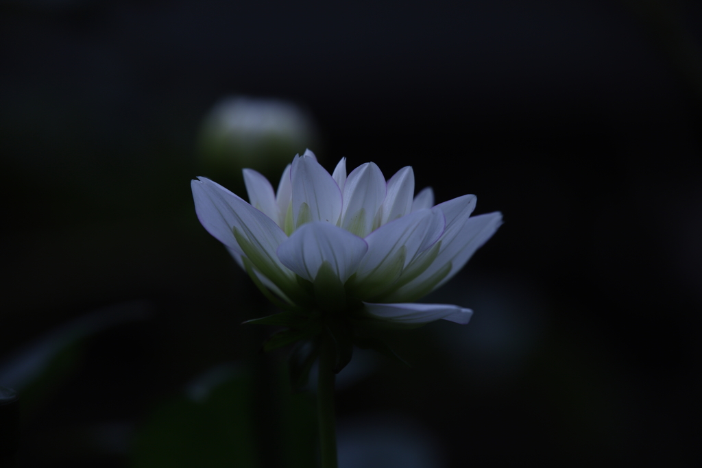 ダリア（4）