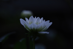 ダリア（4）