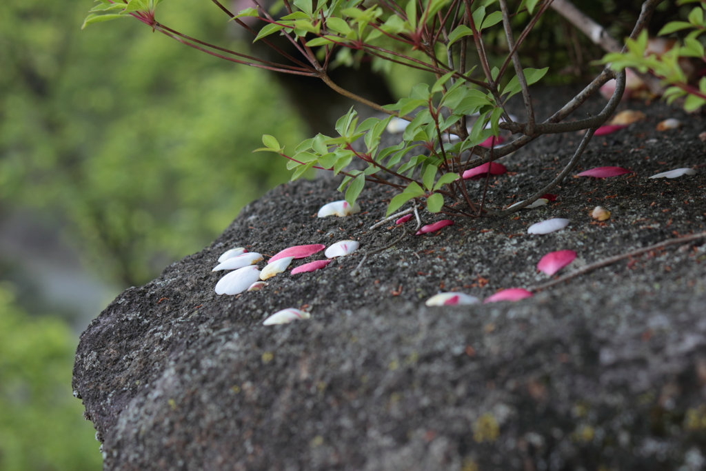 散り花（1）