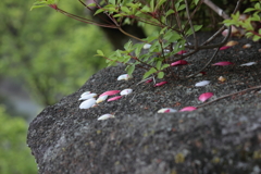 散り花（1）