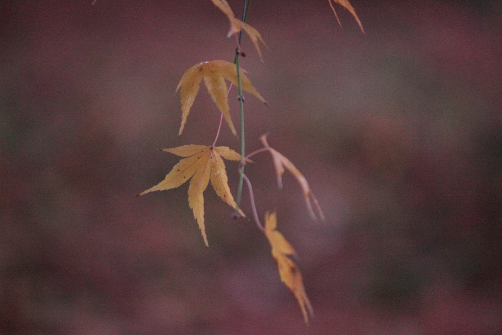 紅葉を探しに（4）