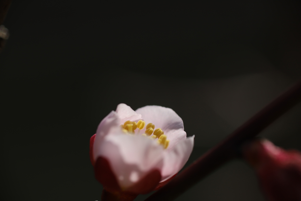 仄光