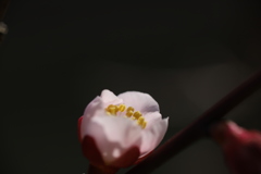 仄光
