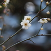 春を告げる