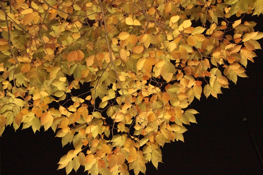 秋の夜空（1）