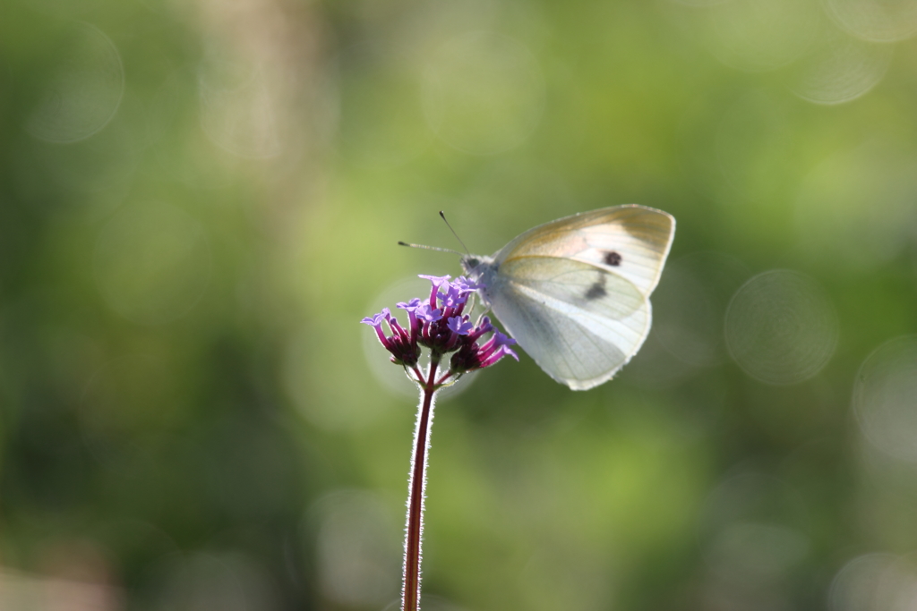 ヒカリノナカデ