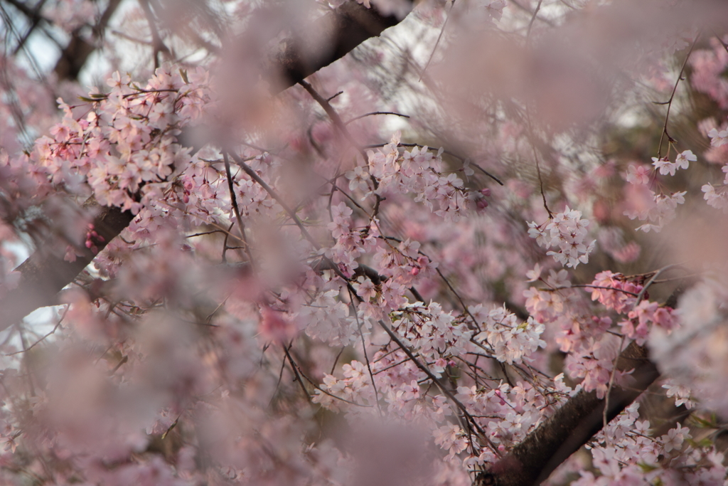 桜咲く