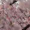 桜咲く