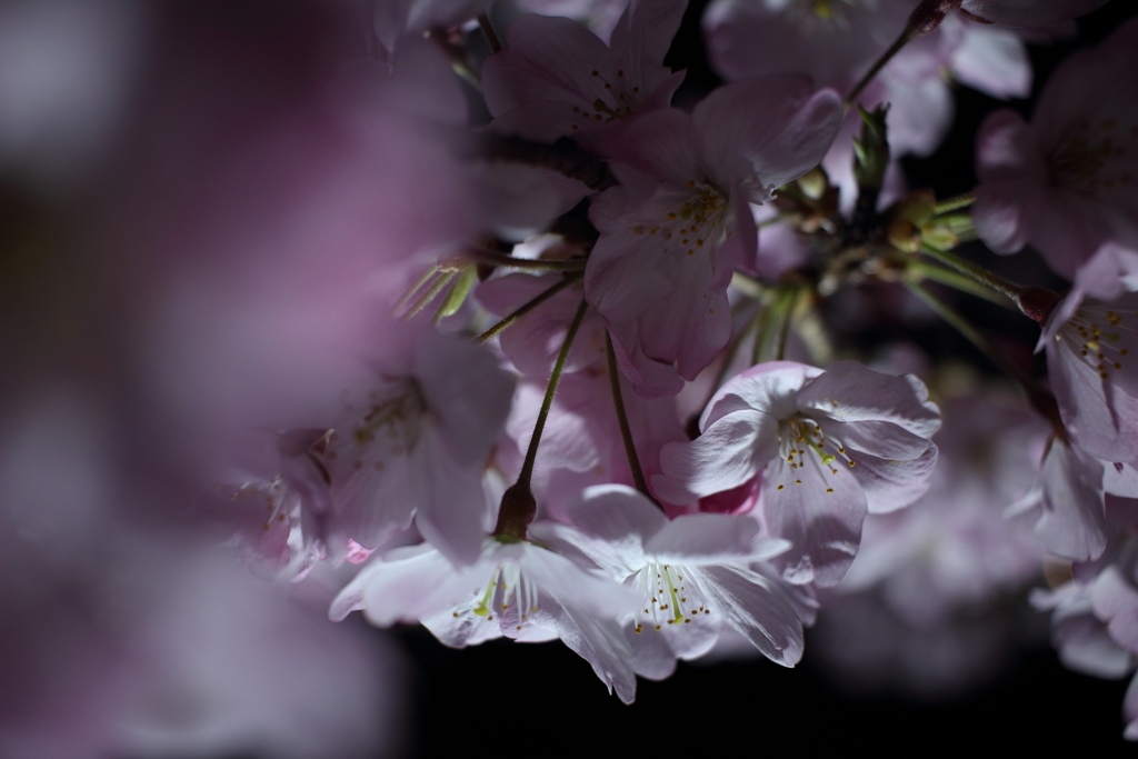 夜桜