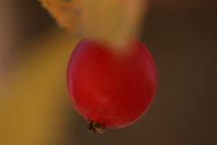 赤い果実