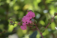 百日紅~玉藻公園（昼間編）~