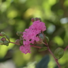 百日紅~玉藻公園（昼間編）~