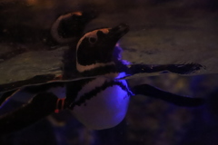 モデル