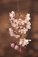 春暮1