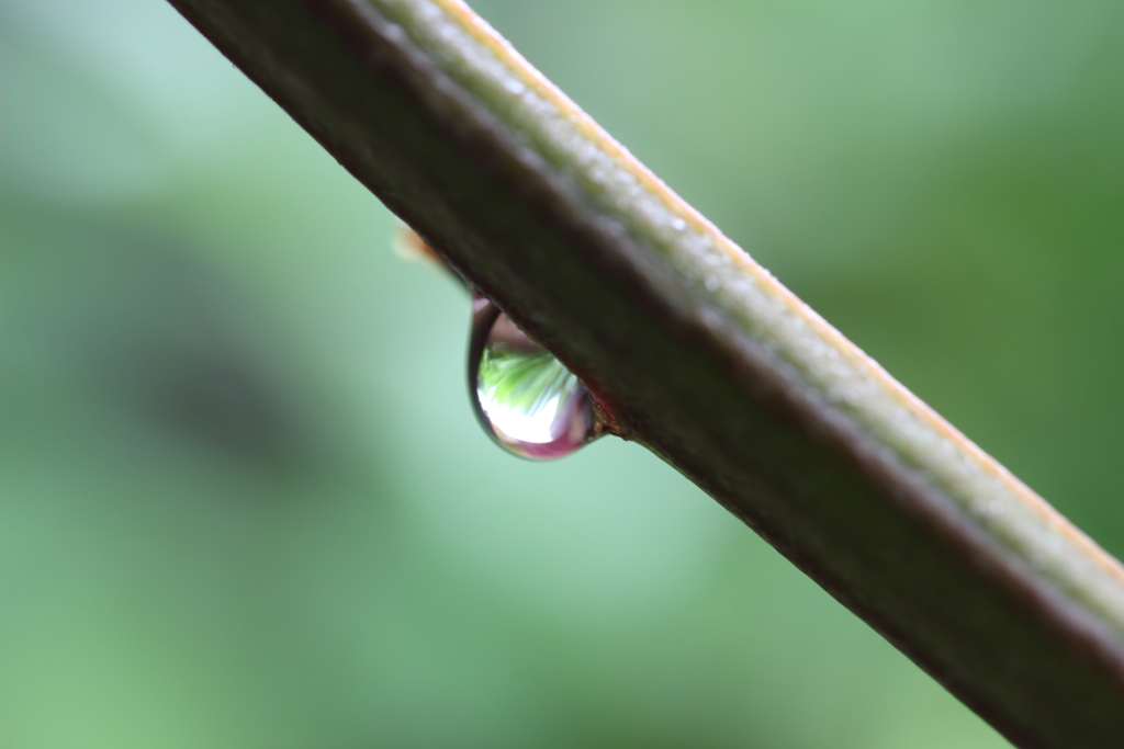 雫