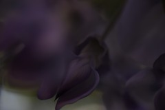 藤