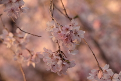 春暮2
