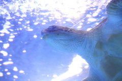 ウミガメ（2）
