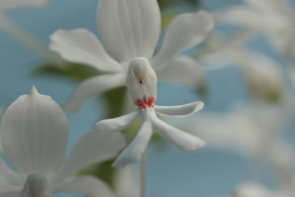 鶴の恩返し（1）