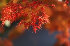 紅く