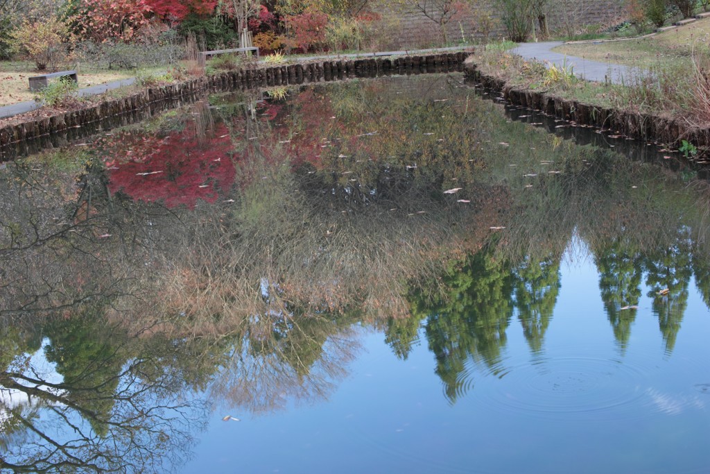 池の中の秋（3）