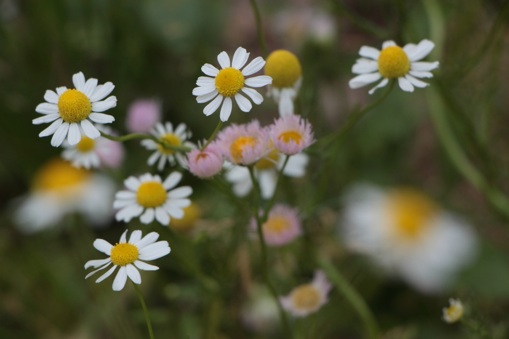 逆境で生まれる力