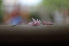 落花（2）