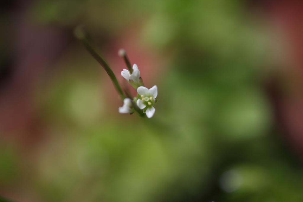 ひとすじの気持ち（1）