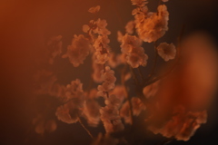 愛も花もない夜を越えて