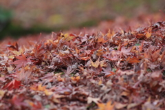 秋も終わり（5）