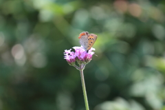 蝶よ花よ（3）