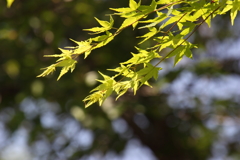 緑の日々