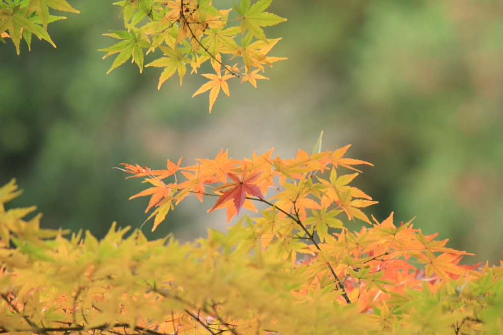 秋も終わり（９）