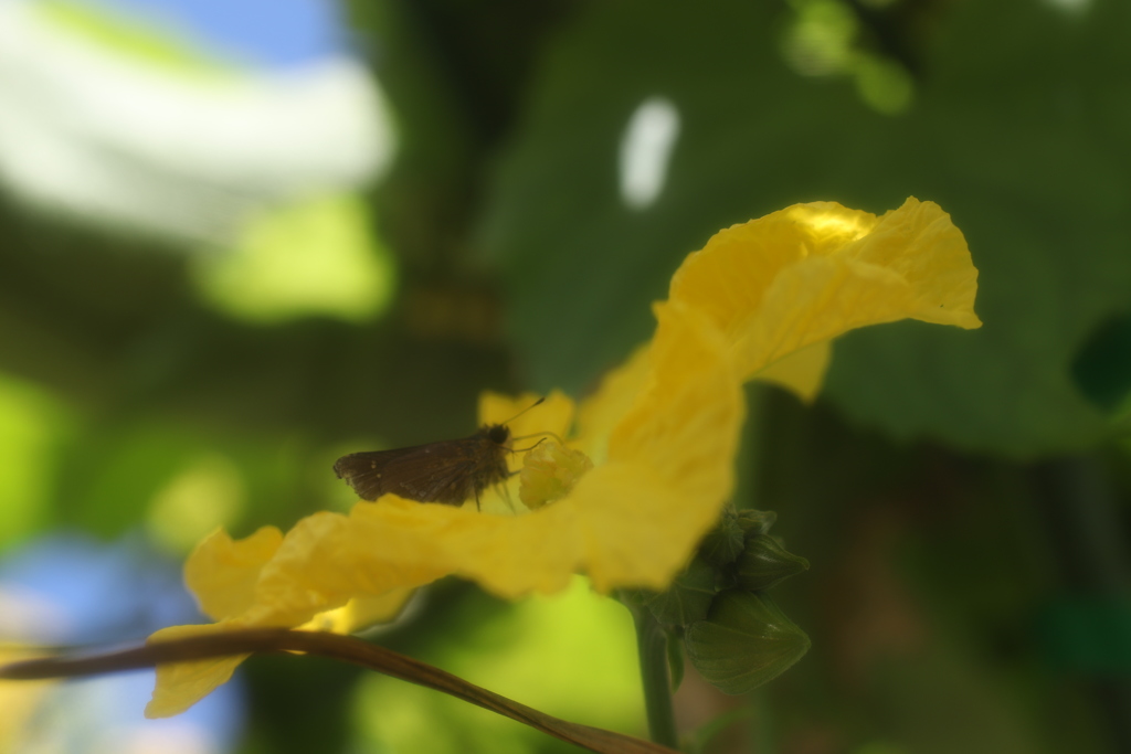 ヘチマの花