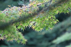 秋色ほんのり（2）