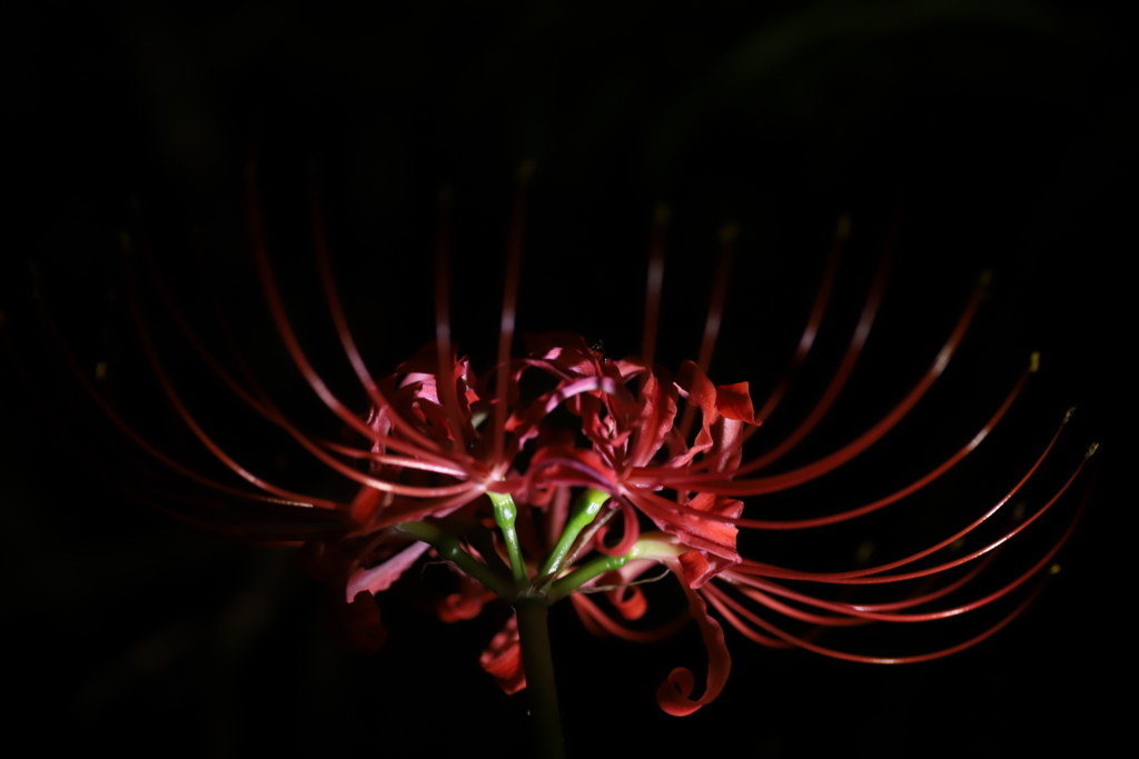 曼珠沙華