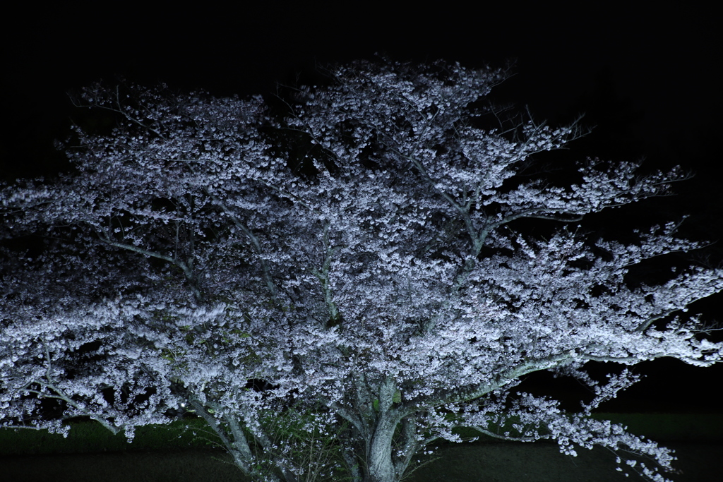 夜桜