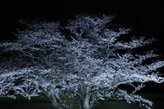 夜桜