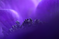 Purple Dream