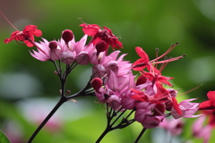 この花の名前を教えて下さい