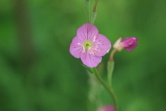 草花（2）