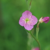 草花（2）